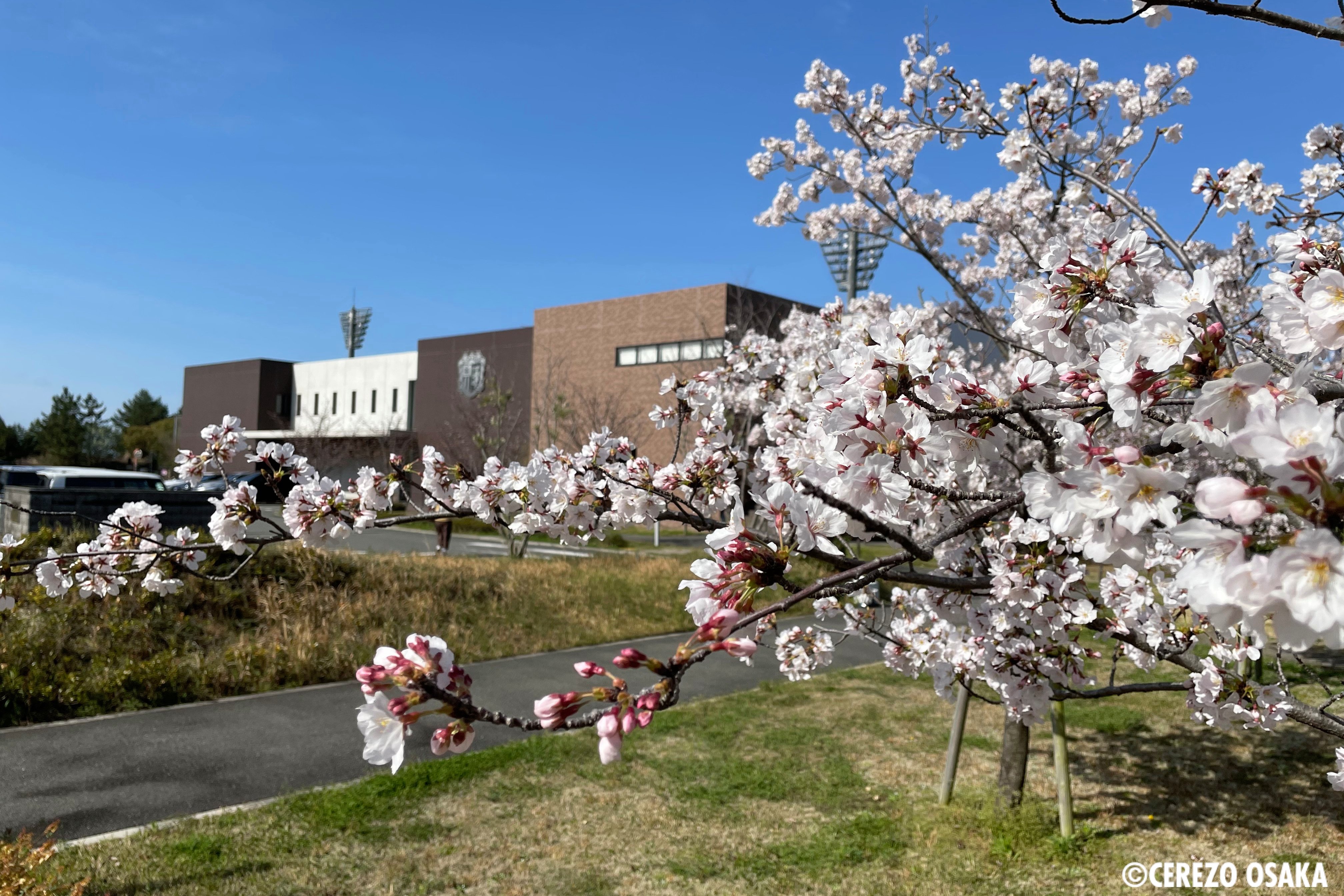 セレッソ大阪オフィシャル 今朝の舞洲 クラブハウス前の桜が綺麗に咲いているので皆様にお裾分けです 桜満開 セレッソ大阪 T Co 9syl4igz6b Twitter