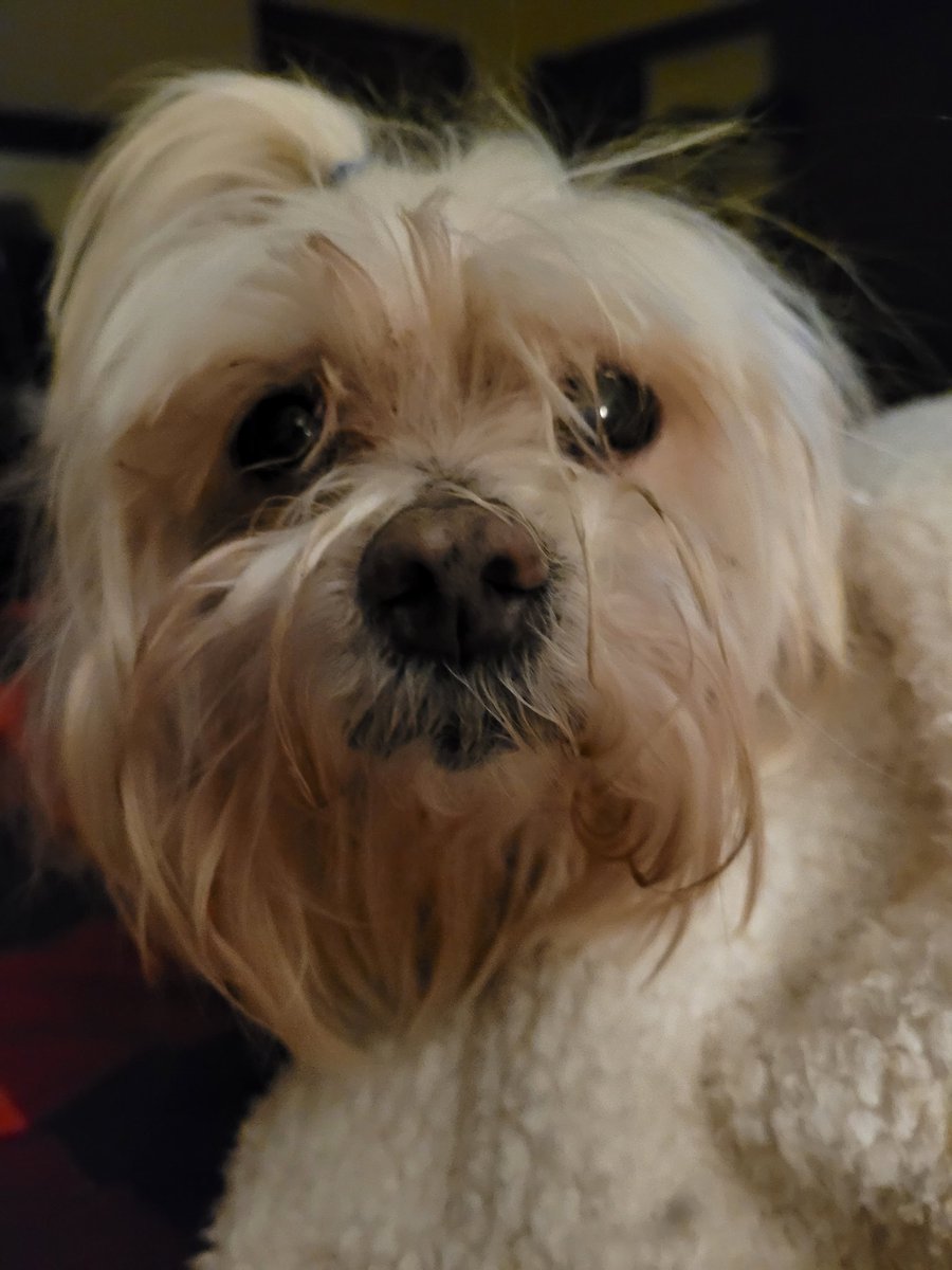 Kaseigh3's tweet photo. Yes madam? What do you need? Cuddles? I am on it!!
#BittyWhite #spoiled #Morky #DogsofTwittter #adorable https://t.co/SnGoo7GTgR