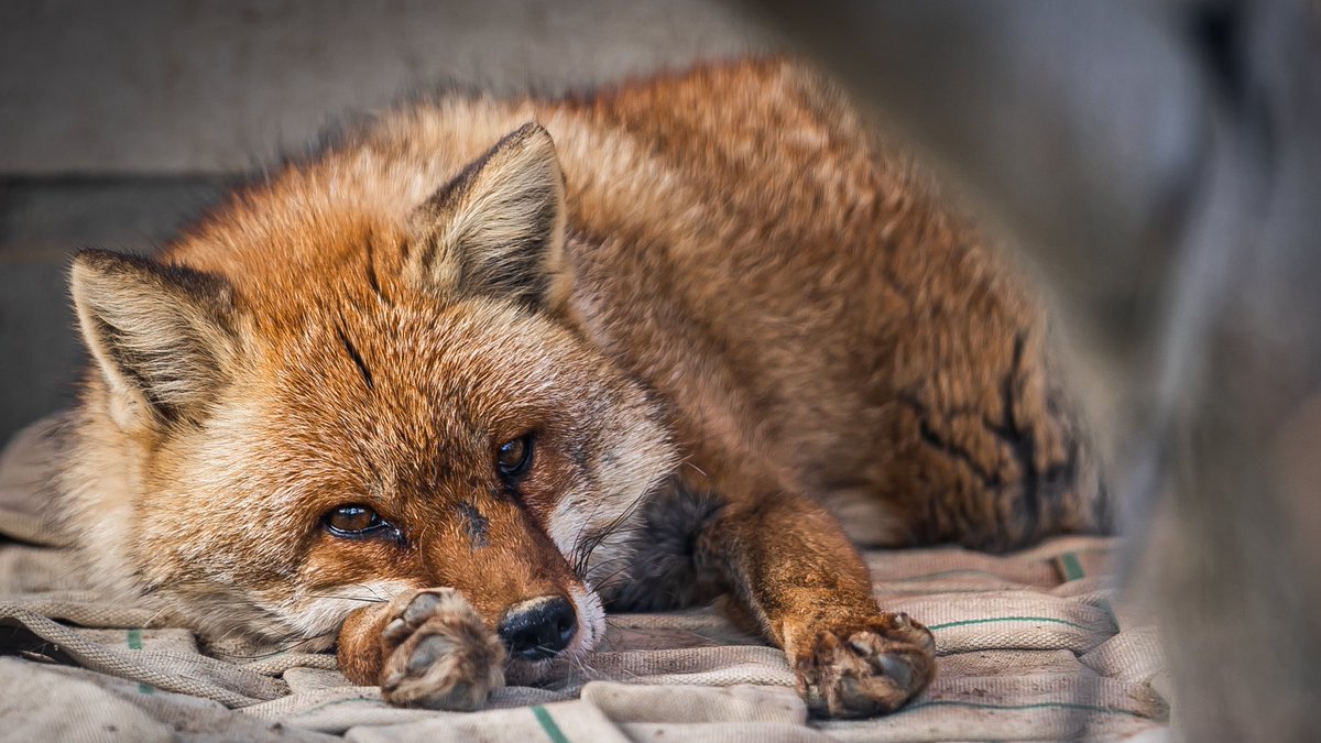 Akatsuki_graph's tweet photo. 狐が可愛い今日この頃🦊
　
#写真好きな人と繋がりたい 
#キリトリセカイ
#ファインダー越しの私の世界 https://t.co/26hZW41az5