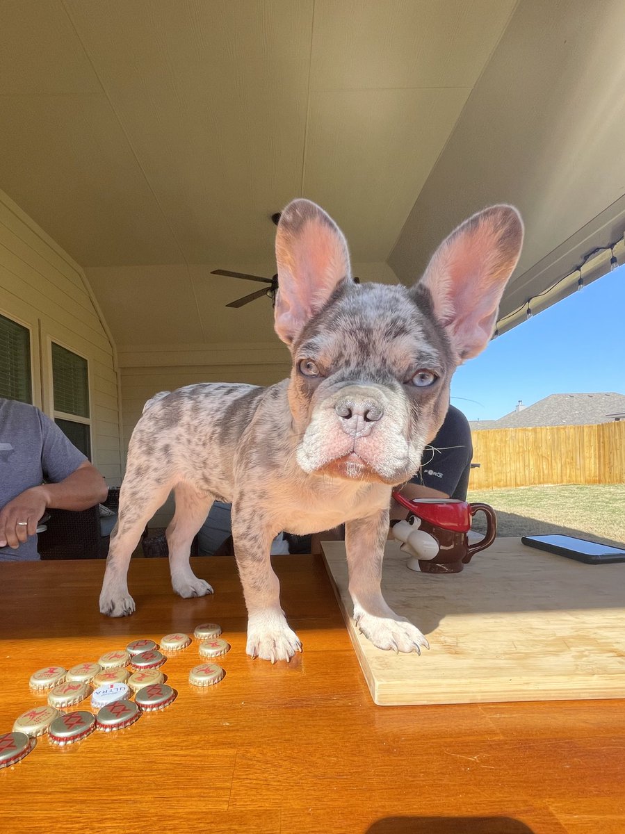 ughhhalex's tweet photo. meet cash 🤍🤍 https://t.co/xF13cgQVWN