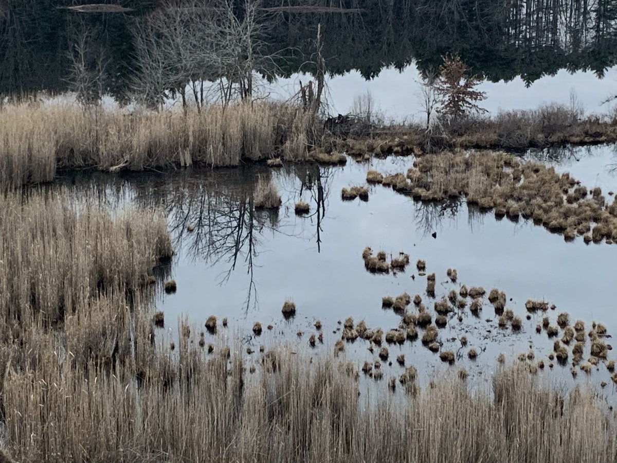 sdoppler2's tweet image. Mansfield Hollow 
#MarchReflectionChallenge