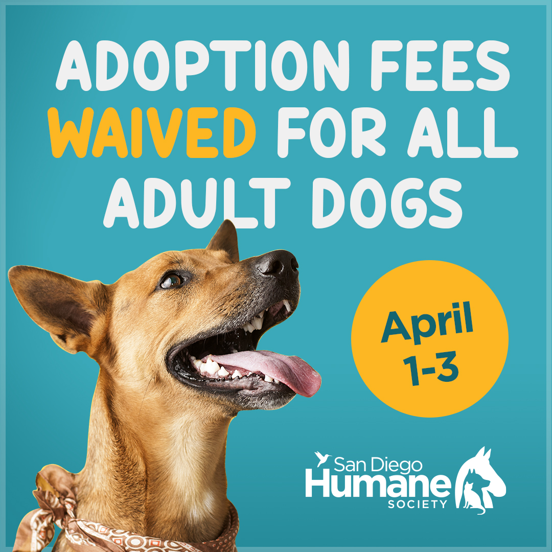 San Diego Humane Society on Twitter "No joke, adoption fees are waived