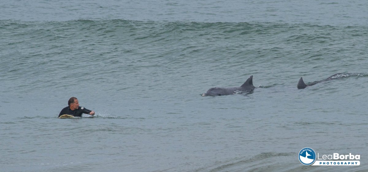 MarinaFauna's tweet photo. La interacción 🐬🐬🏄‍♂️🏄‍♂️
Playa La Aguada La Paloma 31/03/2022 https://t.co/EhrdMqDzFf