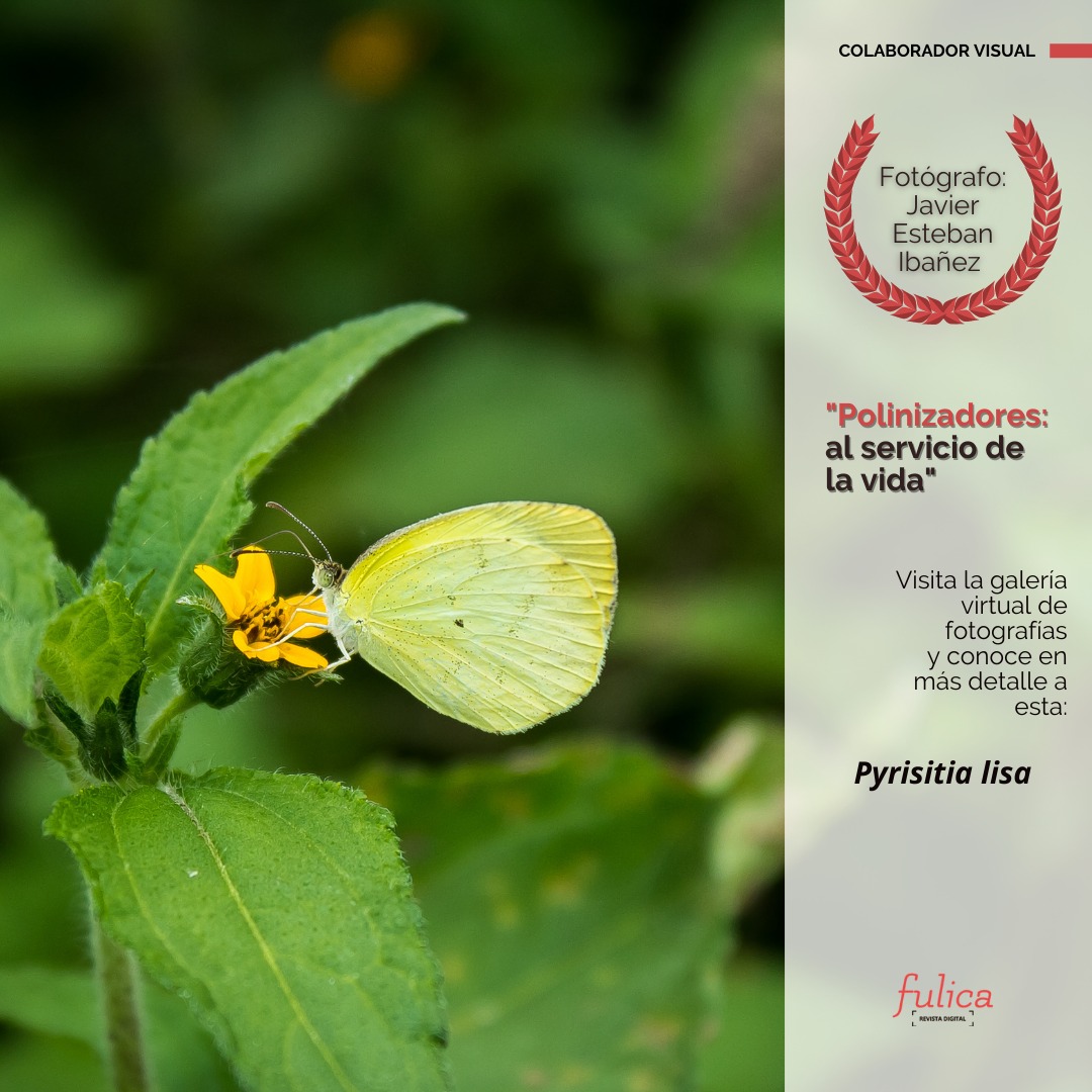rdfulica's tweet photo. 1. 🦋 Javier Esteban Ibañez nos muestra una delicada #𝘗𝘺𝘳𝘪𝘴𝘪𝘵𝘪𝘢 𝘭𝘪𝘴𝘢 en plena zona de pastoreo.
📝Especie #silvestre
#pollinationflowers #pollinators #pollinator #polinizadores #mariposa #mariposas #butterfly #pieride #pierides #pyrisitianise #pyrisitialisa https://t.co/vG55bcz148
