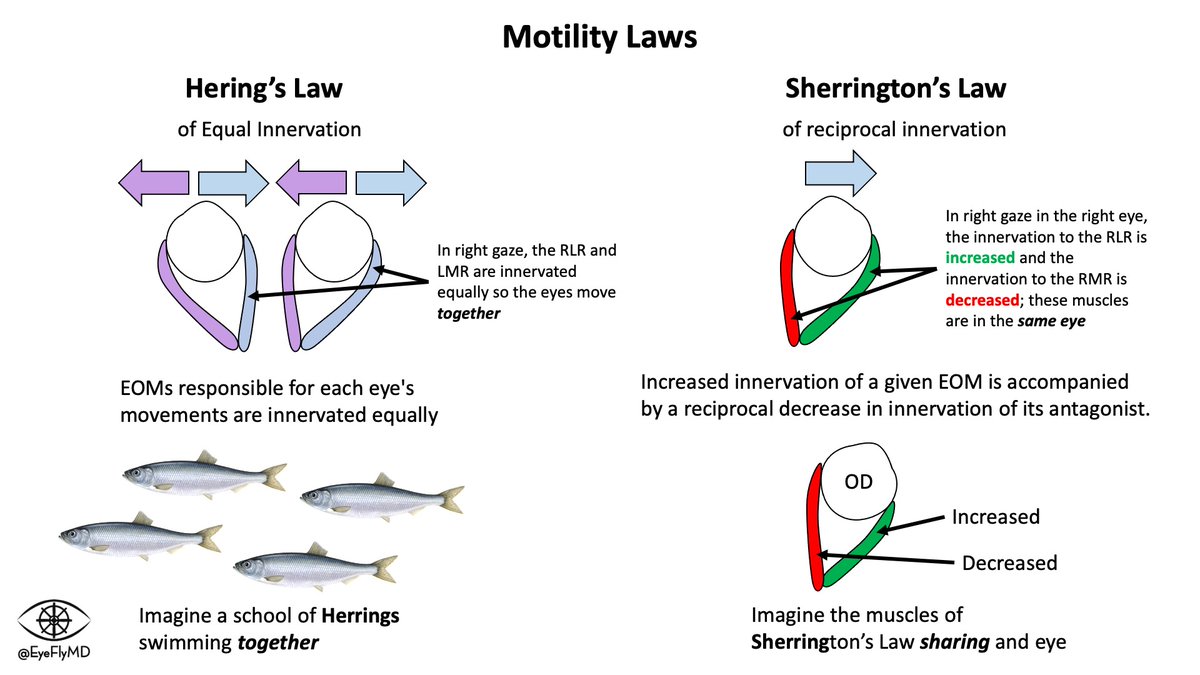 Hering's Law and Sherrington's Law can be hard. Just remember Hering's Law refers to EOMs of different eyes so they work together (like Herring swimming together) and Sherrington's Law refers to EOMs of the SAME eye (Sharing and eye). #ophthalmology #ophthotwitter #medtwitter