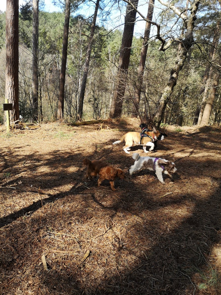 TGLBPetcare's tweet photo. In-between the snow flurries today a lovely sunny get together #leightonbuzzard #dogwalker #leightonbuzzardlovingpets #notjustawalkinthepark https://t.co/vQj152L3KG