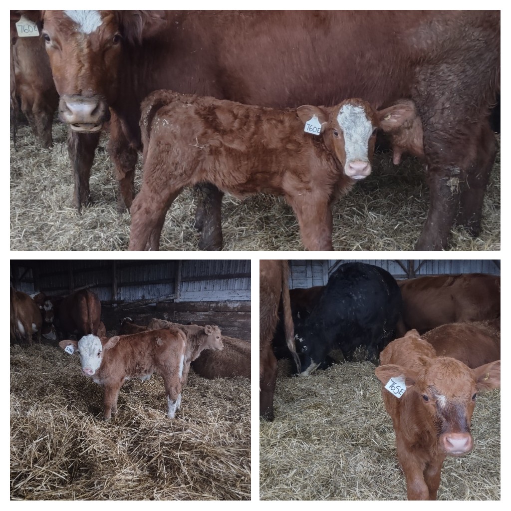A few heifer calves that hopefully grow out to be solid replacement cows. Red SimmAngus #ontag <a href="/Shea_8/">Marie Shea</a> <a href="/BeefFarmersON/">Beef Farmers of Ontario</a>