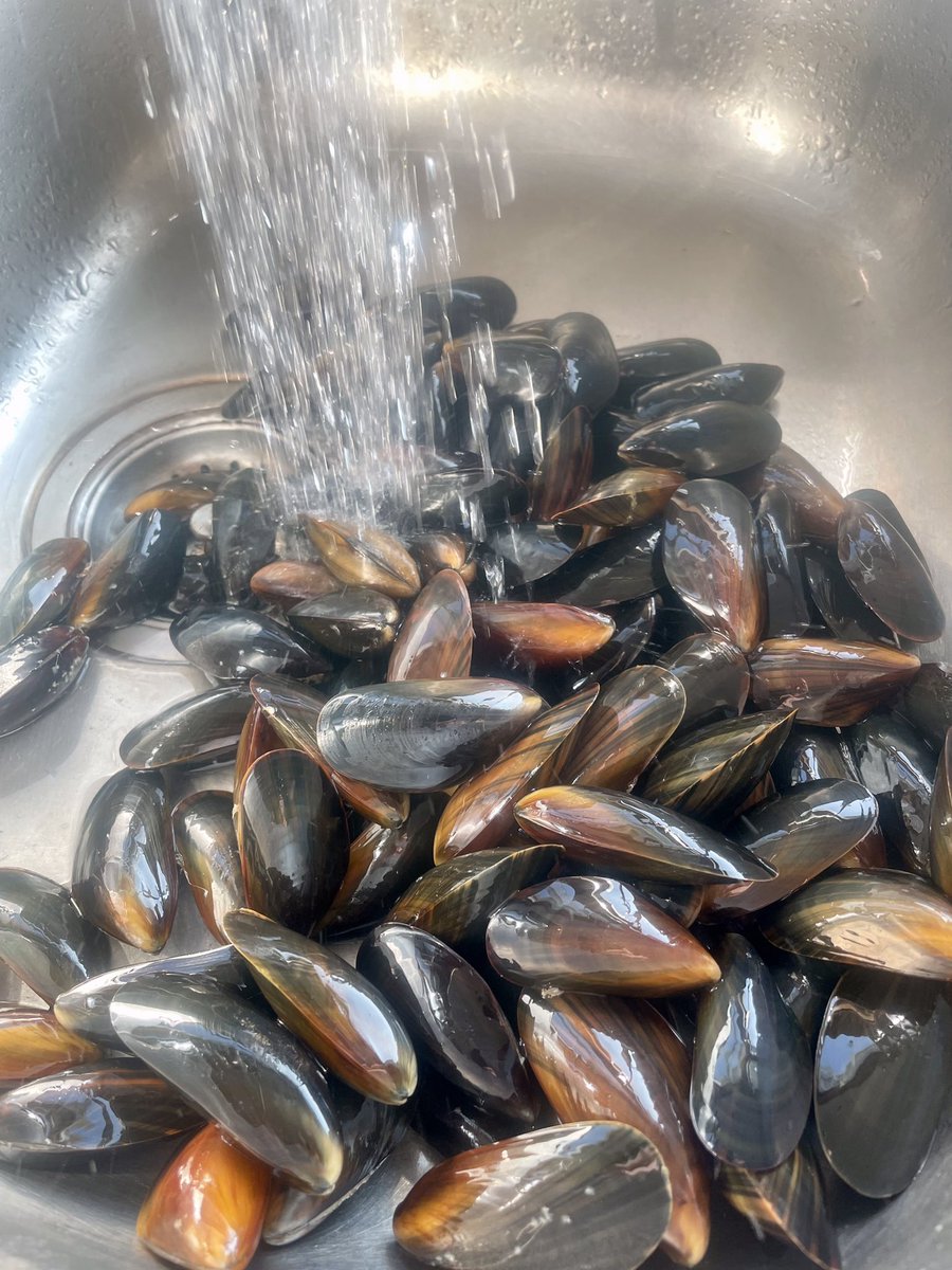 While checking  on the Offshore MOSS Mussel Rope project a couple of days back I could not resist helping myself to these tasty mussels for dinner.
7-8 Months old, these would take 24 Months to get to this size as bottom culture #MenaiStrait #Anglesey #WalesCoast #CregynGleision