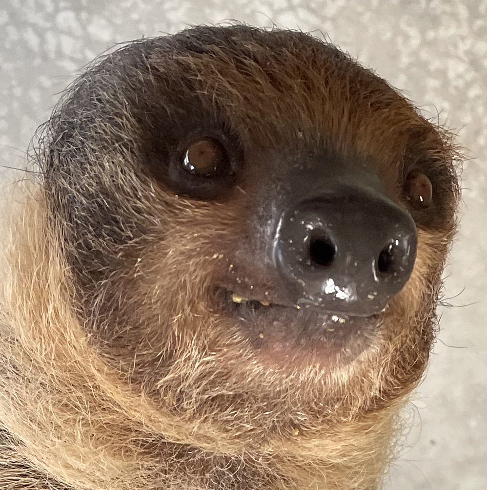 Louisville Zoo Sloths tweet media