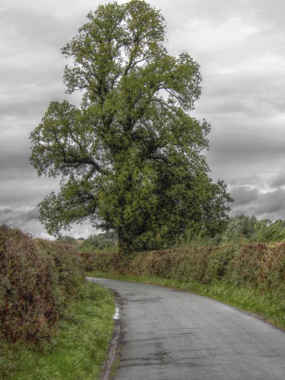Oh, to be in England
Now that April's there,
And whoever wakes in England
Sees, some morning, unaware,
That the lowest boughs and the brushwood sheaf
Round the elm-tree bole are in tiny leaf. 'My' English elm was in tiny leaf tonight