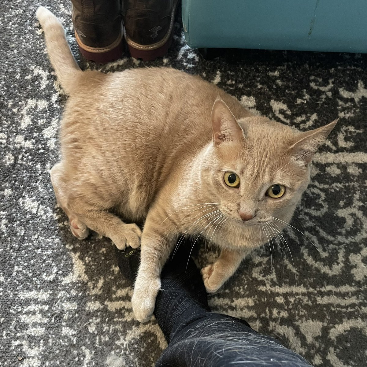 Please send help. my foot is being held captive
#cat #CatsOfTwitter #cats