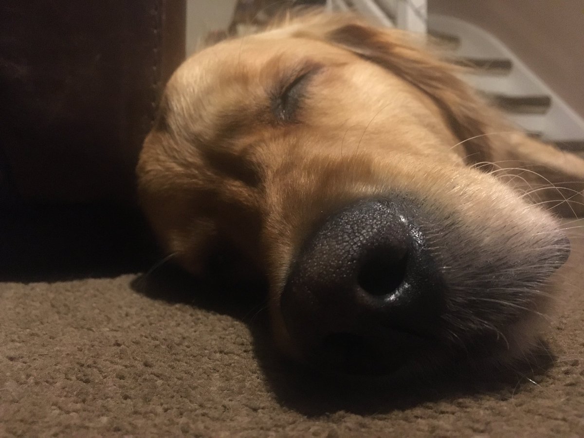 CubaDrive_Vinny's tweet photo. Here’s @BlueDog82781119 nodding. It’s tough out there. #RetrieverLife https://t.co/7OwaIiuocy