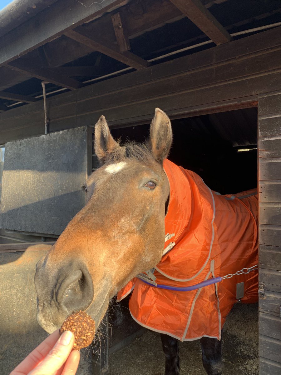 What better treat on our 7 year gotcha day anniversary than some stud muffins? <a href="/StudMuffinsUK/">Stud Muffins</a> ❤️💕🐴💕❤️