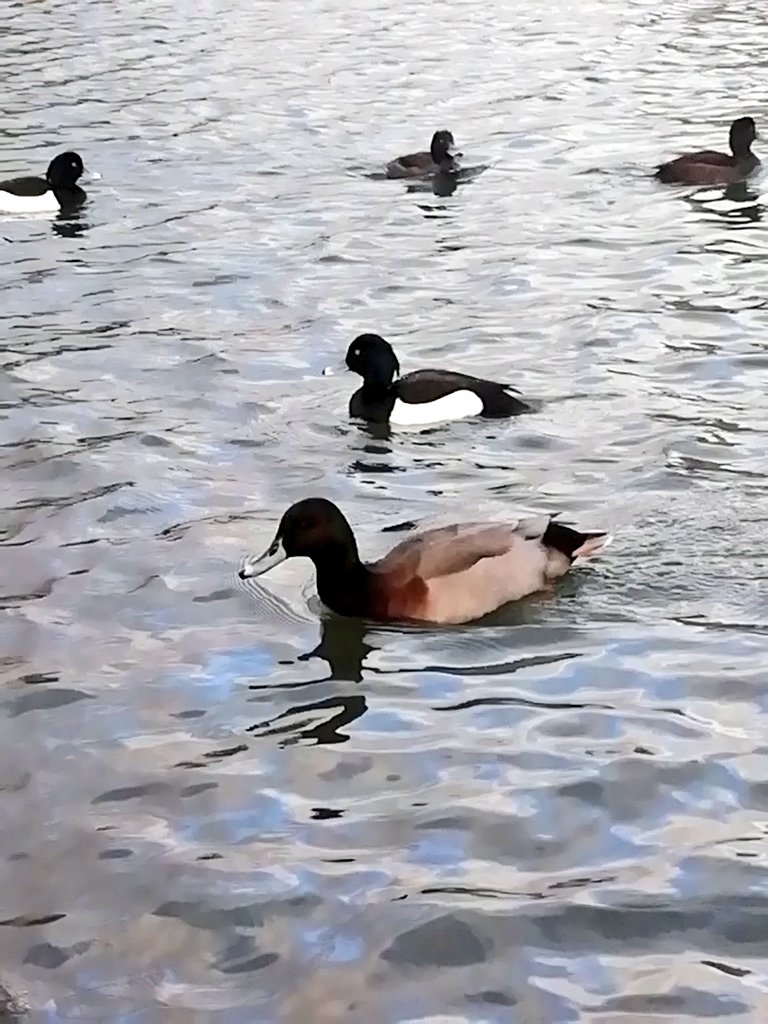 EdoZamboni's tweet photo. We spotted this unusual and handsome duck at the Boating Lake in Alexandra Park this morning. Thanks @Chris_Farthing for confirming ID of Mallard x Common Pochard hybrid.
Likely the same as in https://t.co/3kD0pk5x7F

#365DaysWild 🦆
#londonbirds @birdingetc #EagleEyeShannoncita https://t.co/SUvF12KLZM