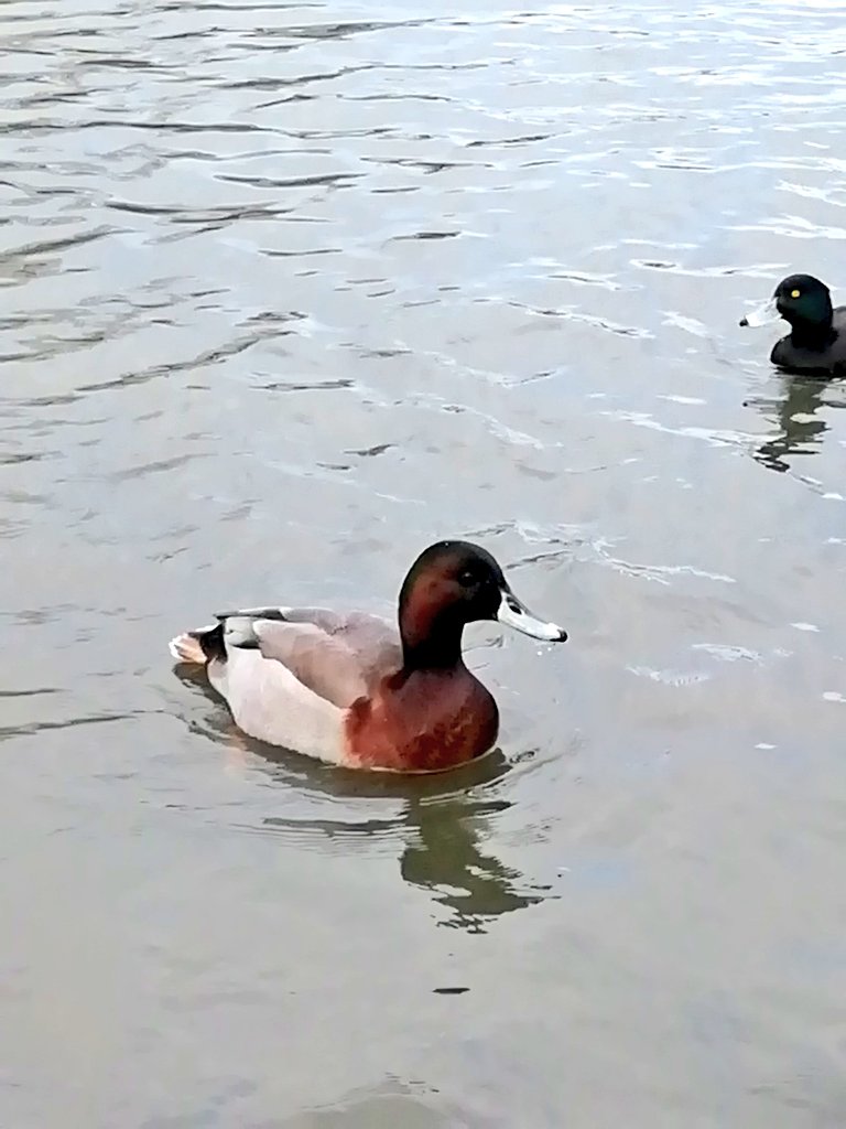 EdoZamboni's tweet photo. We spotted this unusual and handsome duck at the Boating Lake in Alexandra Park this morning. Thanks @Chris_Farthing for confirming ID of Mallard x Common Pochard hybrid.
Likely the same as in https://t.co/3kD0pk5x7F

#365DaysWild 🦆
#londonbirds @birdingetc #EagleEyeShannoncita https://t.co/SUvF12KLZM