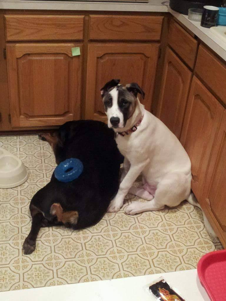 #ThrowbackThursdays this my mom's favorite picture of me as a puppy! 💜

#dogsoftwitter