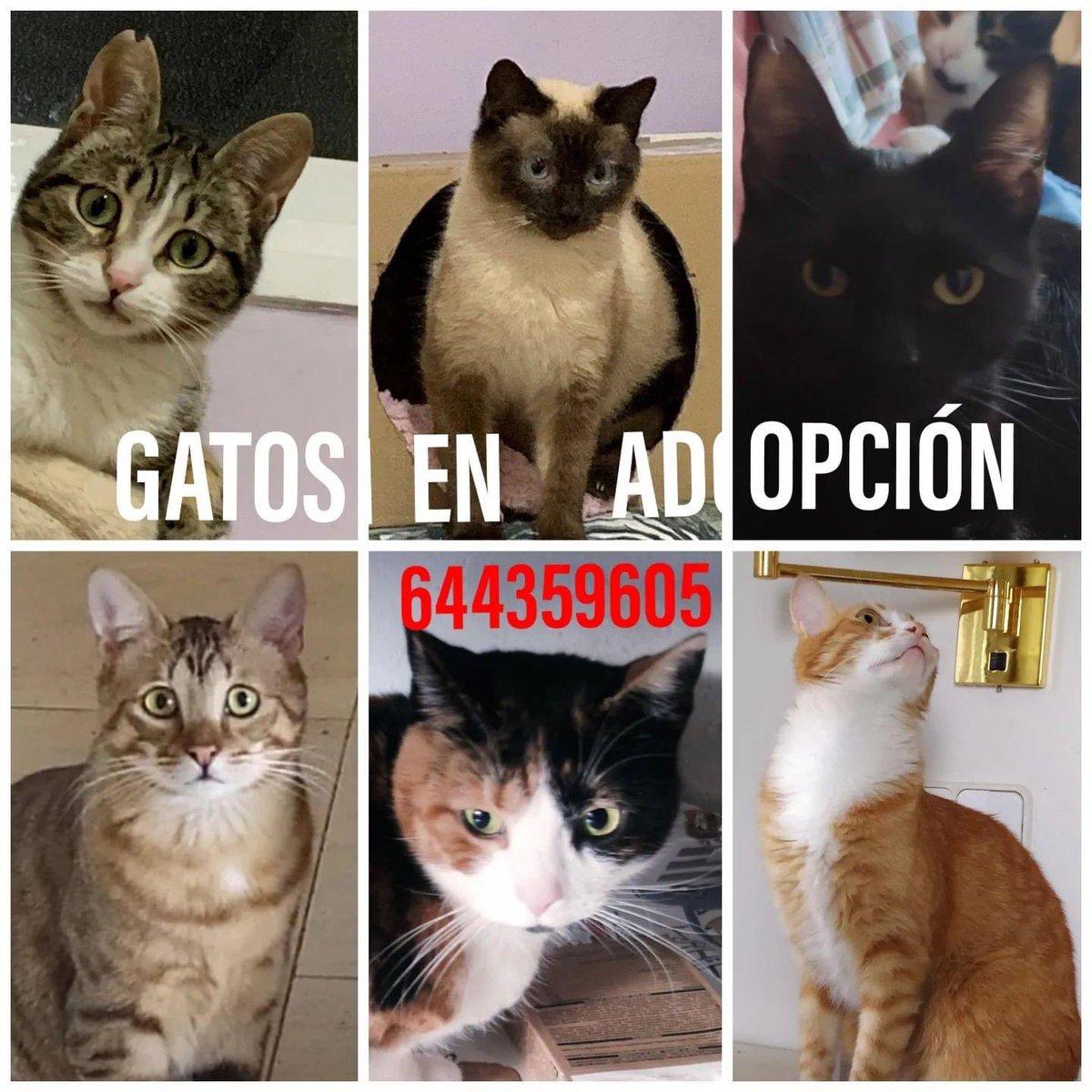 SosMaullidos's tweet photo. GATOS en ADOPCIÓN
entre 8 m y 5a,Maui y Gaia (gata siamesa y gata blanca y gris) de 8 meses en adopción conjunta. Nina, hembra tricolor,5 años. Link, hembra naranja y blanca 3 años. Negri, hembra negra 3 años. I pinyol, macho gris atigrado 10 meses.whatsapp:
644.35.96.05Pallejà https://t.co/U0zcAjXJq0