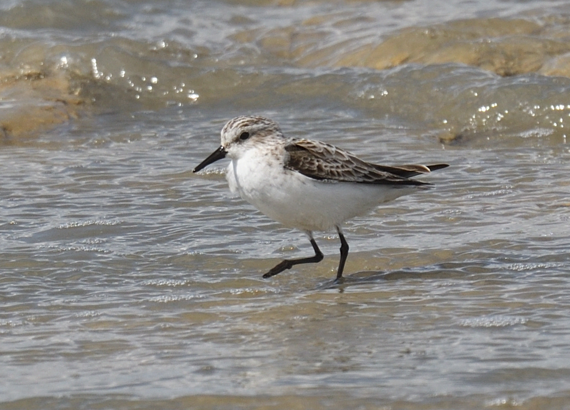 JoKingDevon's tweet photo. Great fun watching 10 fidgety #LittleStints today #Camargue #France https://t.co/4zpuSsZZGq