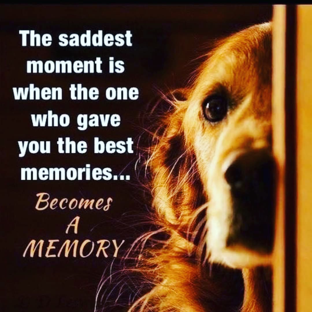 pets_central's tweet photo. But the memories last forever... https://t.co/InarKRYMEr