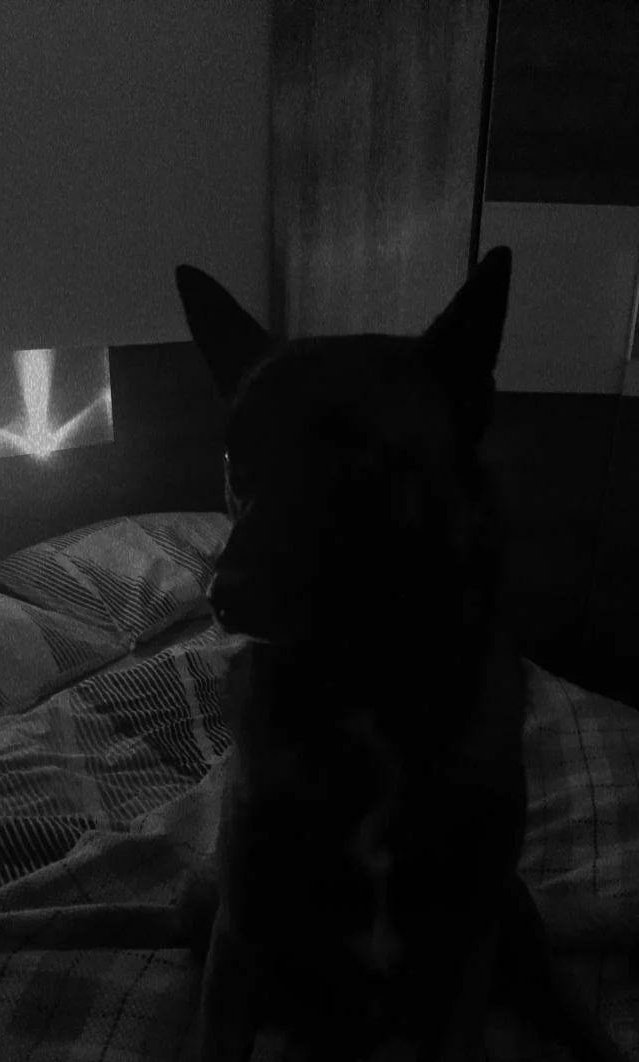 iraia_ms's tweet photo. Por fin se ha quedado a dormir un dia conmigo en mi casa jo no puedo ser más feliz. https://t.co/nfjNPi3wbB