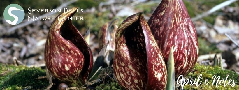 Severson Dells Nature Center tweet media