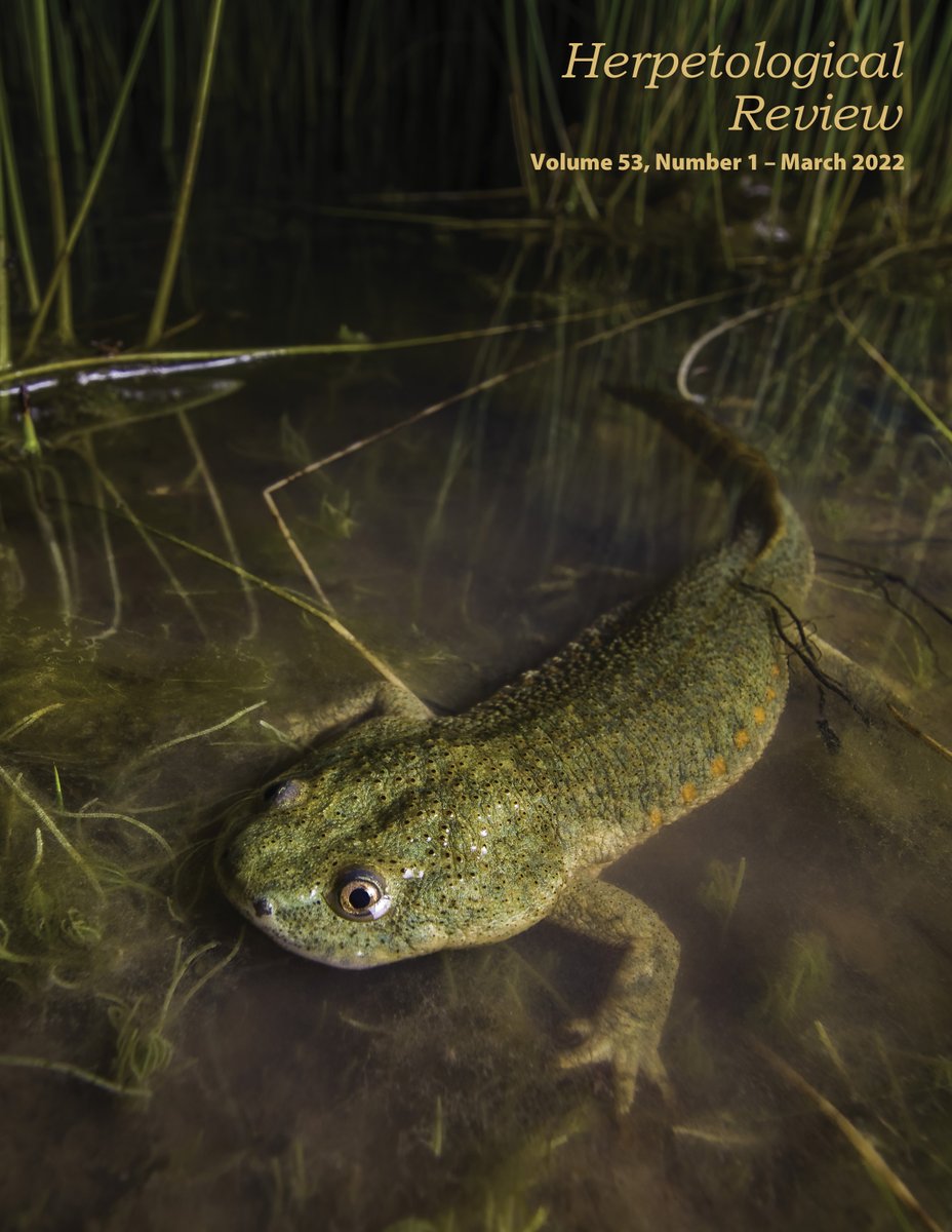 Herpetological Review 53(1) now available online! 

ssarherps.org/2022/03/herpet…