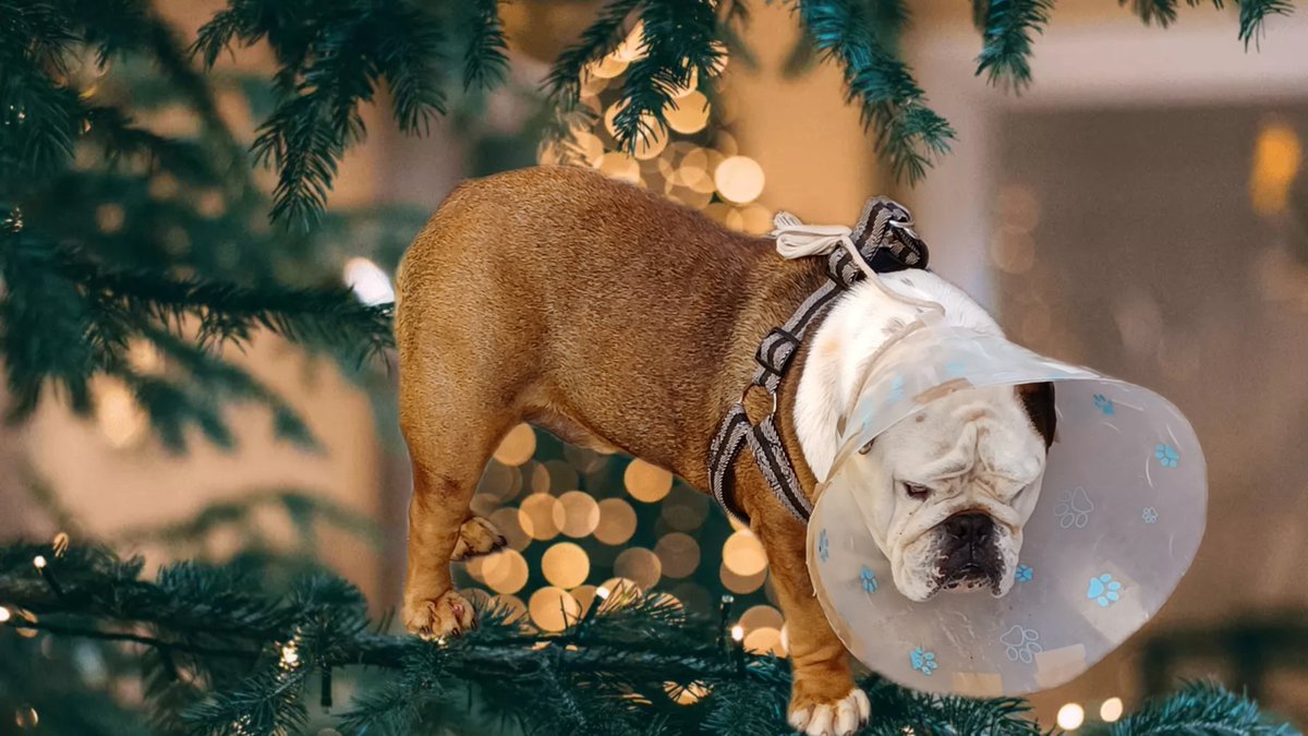 My Bulldog seun moet môre oggend ingaan vir ń operasie. Ek hoop regtig hy gaan dan gesond word.