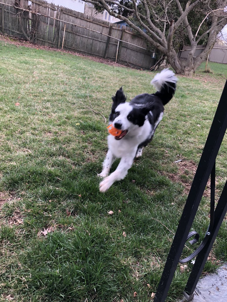 A long bad day changes instantly when I get home to play fetch with this furry goofball. #loveyouBrooks