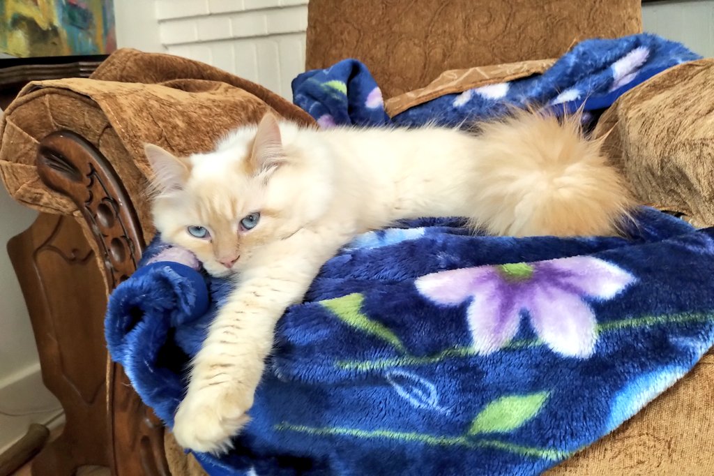 Me_llamoTolstoy's tweet photo. Hemingway finds online training very boring. 😹 #CatsOfTwitter #floof #needmorefun https://t.co/knT25zuJsz