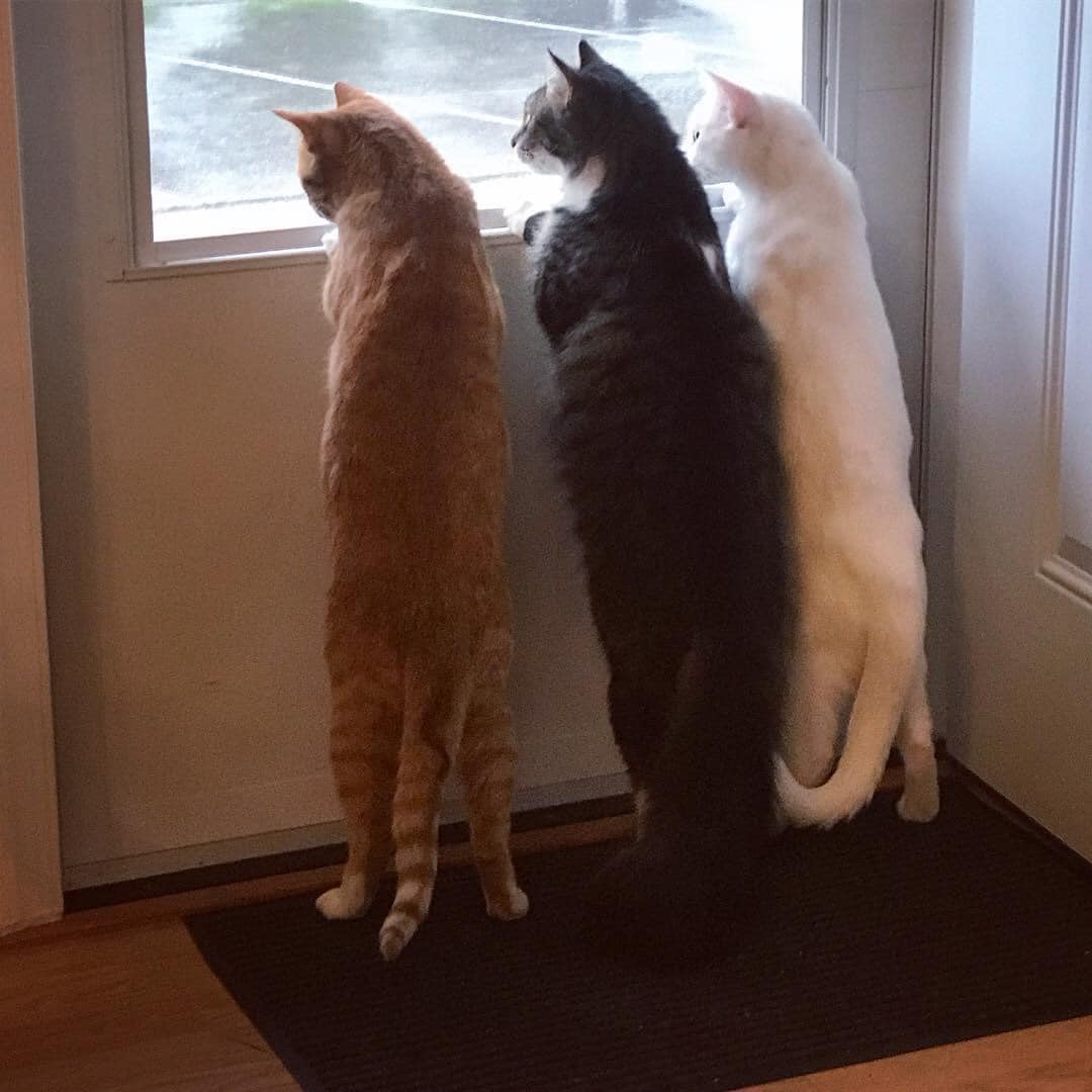 kkmah's tweet image. Cats and curiosity....Ginny, Frankie, and Albie  
(Photograph credit: Candy Layne)  #SweetThings