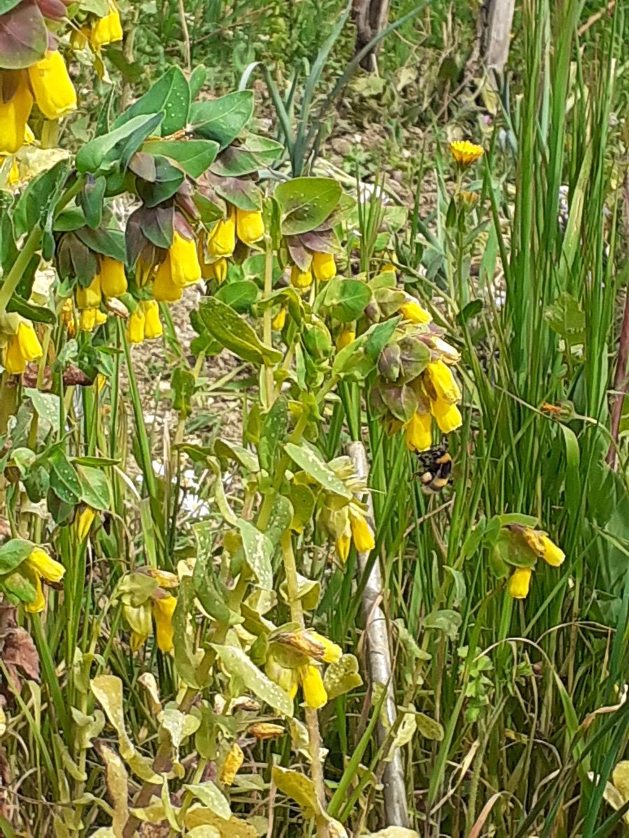 Birdwatch_Tolfa's tweet photo. #bumblebees are very active #impollinators and they need plenty of #wildflowers . #organic farming offers a variety of #plants that are usually not found. #farmers should be trained on the #benefits deriving form a team of #insects working for them! #vegetablegarden #ortobio https://t.co/ONLkpbj5Y2