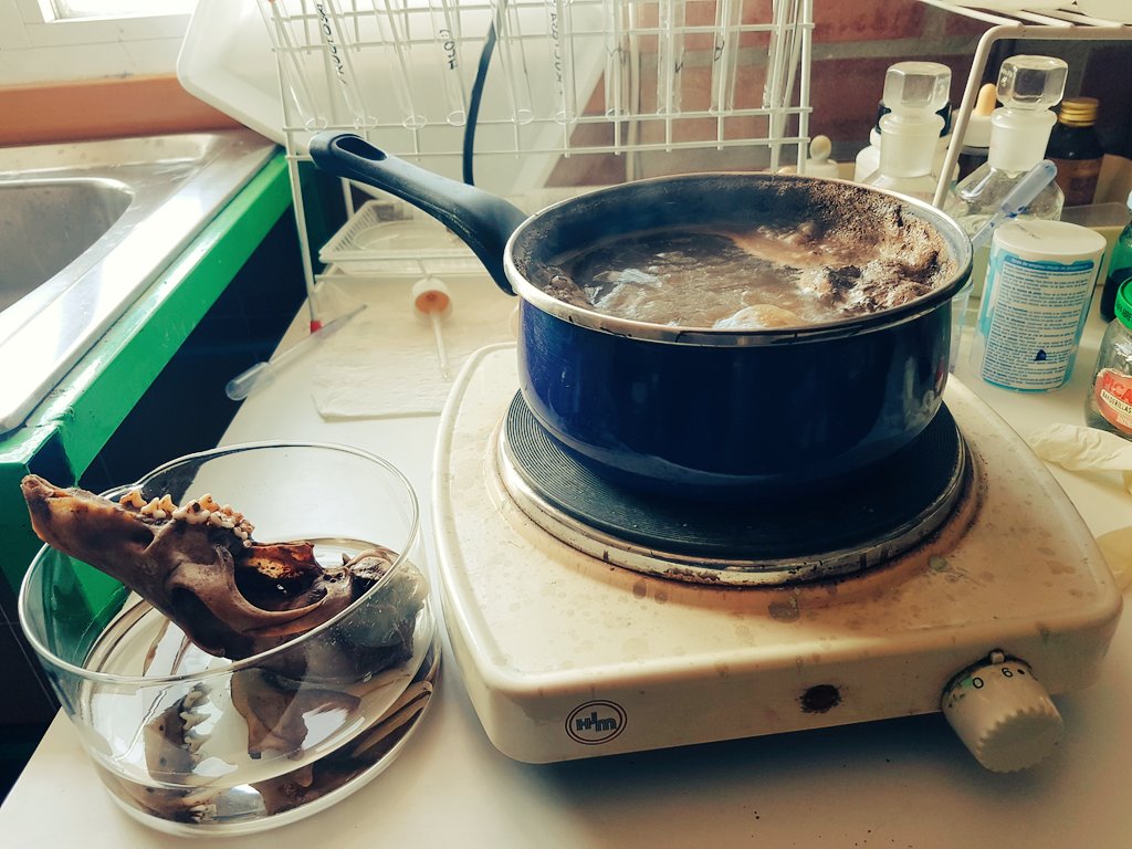 En contados momentos se dispone de tiempo para preparar material biológico como recurso educativo. Hoy he limpiado dos cráneos, uno de perro y otro de gato. Material: cazo viejo, hornillo eléctrico, agua, peróxido de hidrógeno, amoníaco, lancetas, tijeras y pinzas.