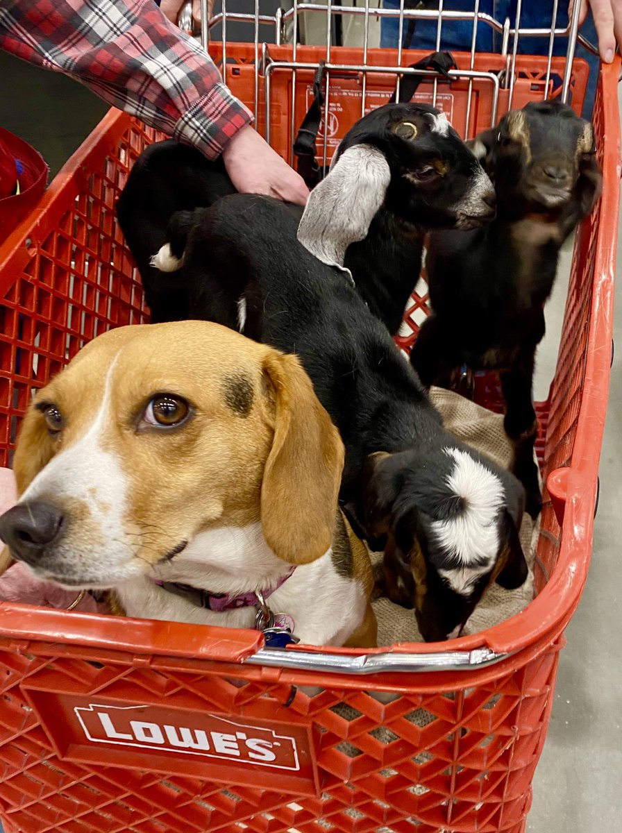 Lowes2322Gilford (@lowes2322) on Twitter photo Baby goats helping us display our creative LPP signage today. I thought I’ve seen everything but a shopping cart full of baby goats and a beautiful dog? Priceless!!! <a href="/AndyBlier2322/">Andy B</a> <a href="/gouletmd/">Mark Goulet</a> <a href="/Anthony_Battle1/">Anthony Battle</a> <a href="/JoeMcFarland_/">Joe McFarland</a> <a href="/BoltzBill/">Bill Boltz</a> <a href="/LowesMedia/">Lowe's Media</a> <a href="/lowes/">Lowe's</a> <a href="/specialtylowes/">Specialty & Services Selling at Lowe’s</a> Baby goats helping us display our creative LPP signage today. I thought I’ve seen everything but a shopping cart full of baby goats and a beautiful dog? Priceless!!! <a href="/AndyBlier2322/">Andy B</a> <a href="/gouletmd/">Mark Goulet</a> <a href="/Anthony_Battle1/">Anthony Battle</a> <a href="/JoeMcFarland_/">Joe McFarland</a> <a href="/BoltzBill/">Bill Boltz</a> <a href="/LowesMedia/">Lowe's Media</a> <a href="/lowes/">Lowe's</a> <a href="/specialtylowes/">Specialty & Services Selling at Lowe’s</a>