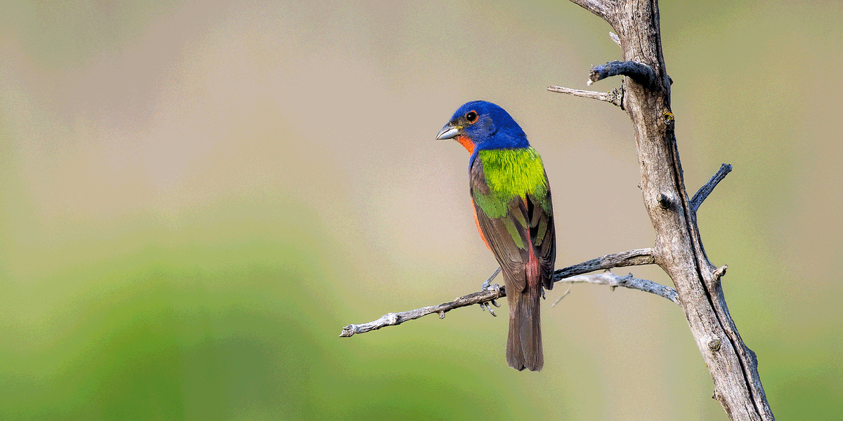 Plateau Land & Wildlife tweet media