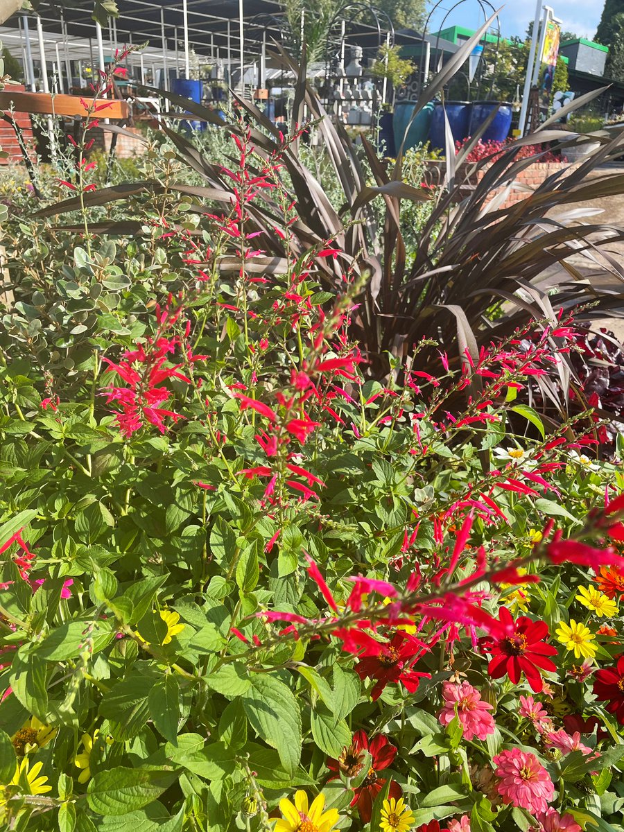 EckardsGarden's tweet photo. Mixing the Pineapple Sage into our circle garden has really got the team interested in the herb perennial. Did you know it adds a fruity taste to baking and even to chicken dishes? 🌸 #eckardsgarden #eckardscircle https://t.co/bb3mETVDlu