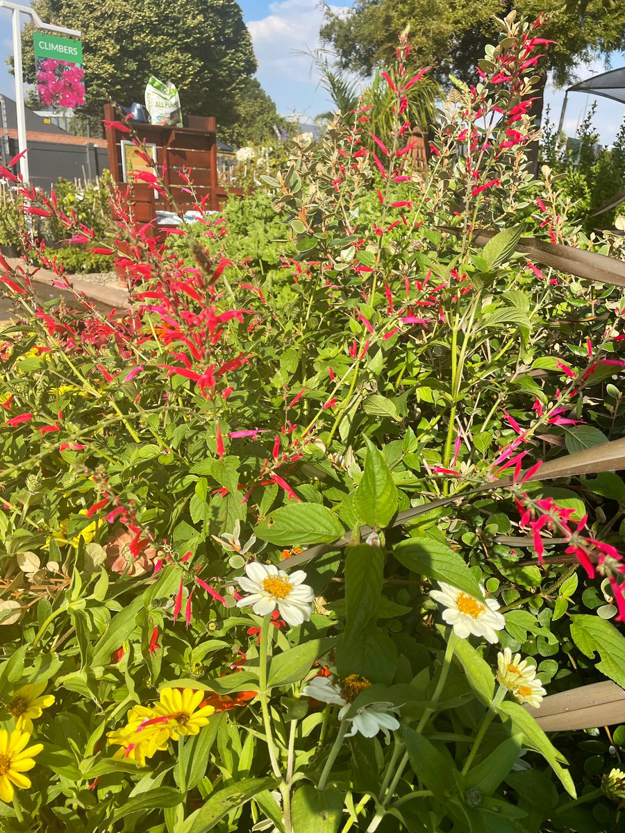 EckardsGarden's tweet photo. Mixing the Pineapple Sage into our circle garden has really got the team interested in the herb perennial. Did you know it adds a fruity taste to baking and even to chicken dishes? 🌸 #eckardsgarden #eckardscircle https://t.co/bb3mETVDlu