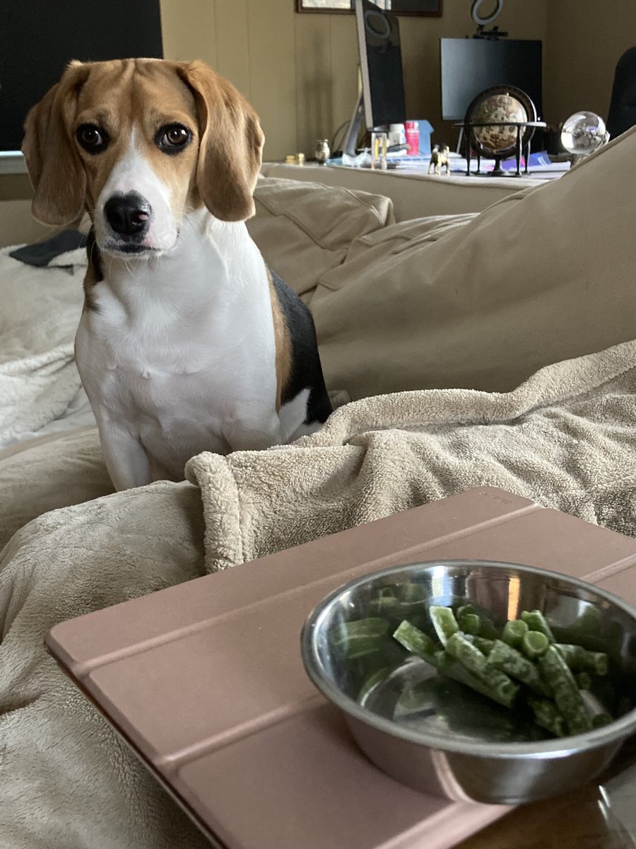Ummm, Mommy, what are those?  Where are the treats you usually put in my treat fetch toys.... #dogs #BeaglesofTwitter #healthkick