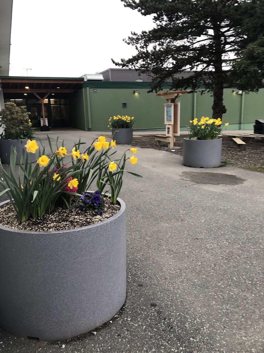 ahpmatthew's tweet photo. Spring has sprung and our student garden is in full bloom. Our learners are already using our Outdoor Classroom that is based on Indigenous Ways of Knowing. @Surrey_Schools #sd36learns https://t.co/V7NlegX75a