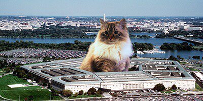 Vlad the Impaler the Cat tweet media