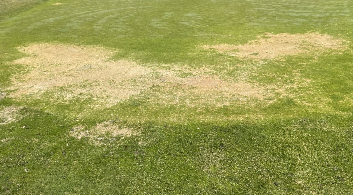 AdamMoeller's tweet photo. .@JohnPDaniels and I visited 8 golf courses over the last 1.5 days all with winter injury. If you have winter injury, you’re not alone! https://t.co/oYSw9oUxNa