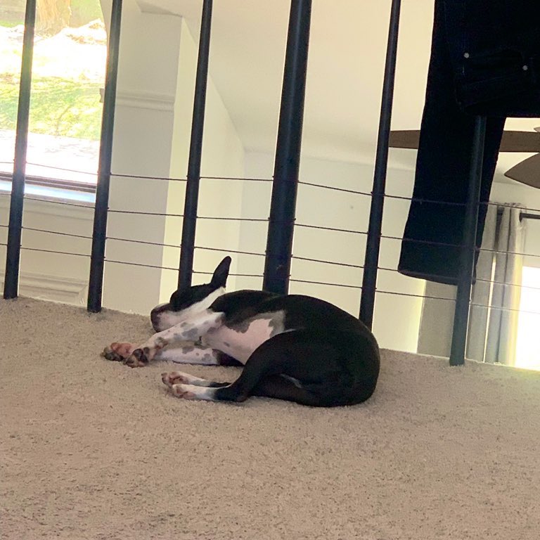 amanda_rab's tweet photo. please enjoy this collection of photos my boyfriend took of tully today 

oh to be a boston terrier, lounging in the house......... https://t.co/fsIG5CieR4