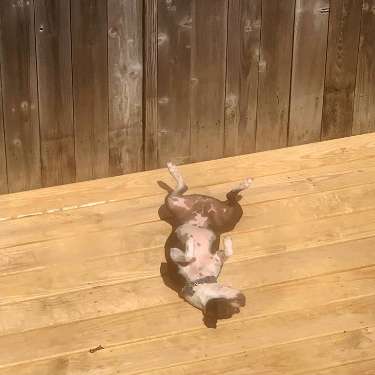 amanda_rab's tweet photo. please enjoy this collection of photos my boyfriend took of tully today 

oh to be a boston terrier, lounging in the house......... https://t.co/fsIG5CieR4