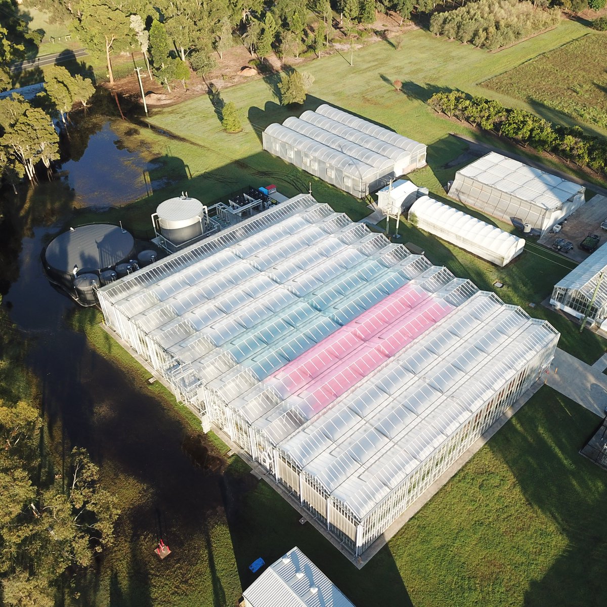 Sachin_G_Chavan's tweet photo. Glad to see our first crop trial under Smart Glass is being useful for protected cropping research @OulaGhannoum @AlagzYagiz @craemaier @EELaboratory @chenzhonghua80 @westsyduhie @Hort_Au @FutureFoodCRC @PCA @CharlesR_Warren 
https://t.co/KdbEKtH38R https://t.co/7u78BoNycB
