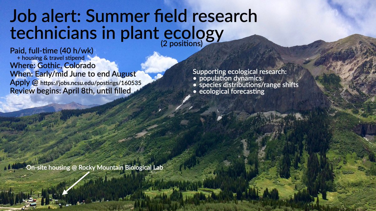 🚨Summer field technician job alert🚨
We're hiring 2 field research assistants to collect plant demographic data in the mountains of Colorado early/mid Jun-end Aug

Full ad &amp; appl: jobs.ncsu.edu/postings/160535
Review begins April 8(!), continuing until filled

plz RT

🧵w/ more (1/n)