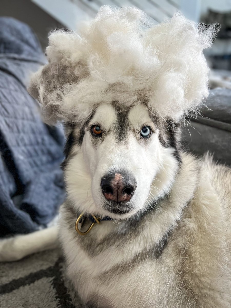 Henlo, my name is Choji and I’ve been blowing my coat for 3 months. Thanks Colorado weather 
#twitterdogcommunity #dogsoftwitter