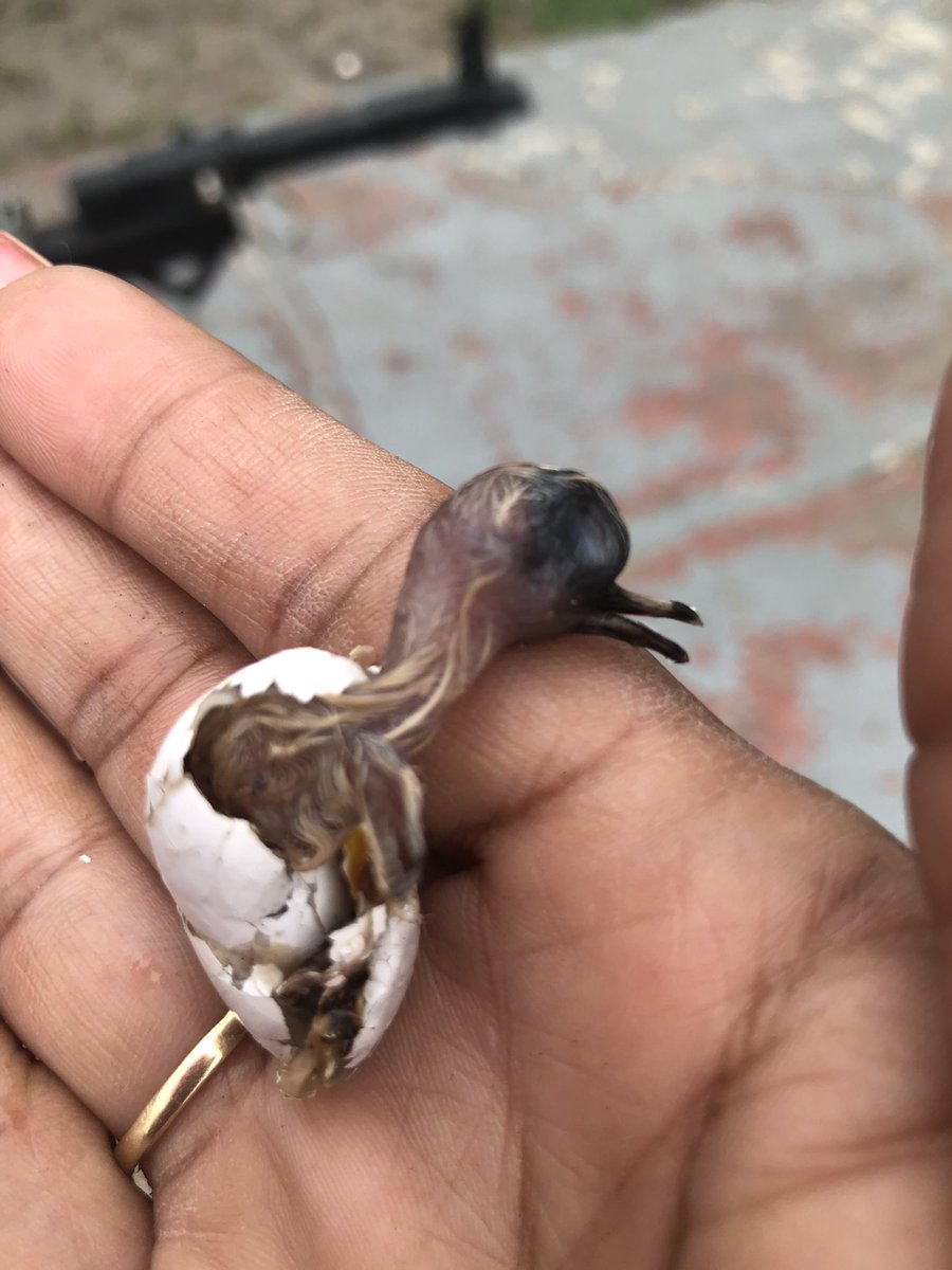 lmarrero37's tweet photo. Poor baby.. he fell down from the tree and my mom found him on the floor D: we saw the nest and we put him back in the nest, my mom said he looks dead but my dad said he probably still had a chance! <3💗 https://t.co/Dqd4ddACn7