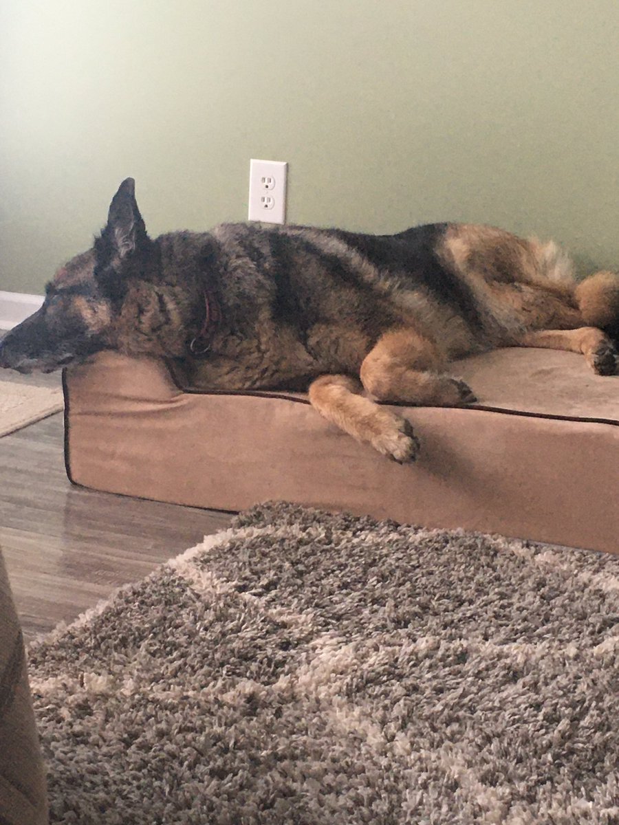 ThesvanJosh's tweet photo. Olive has a tough life. #GermanShepherd #GSD #dogsoftwitter #whenisdinner https://t.co/VMAe8ADD5f