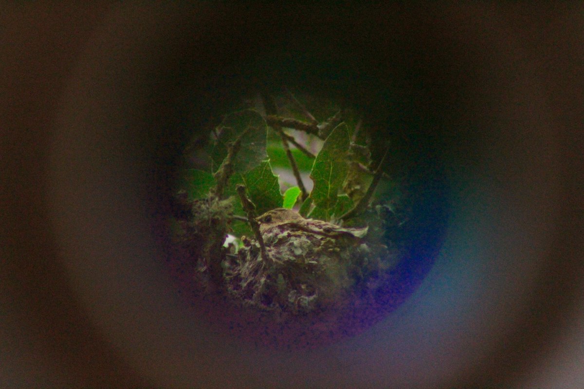 Anna’s Hummingbird through the looking-glass #eync