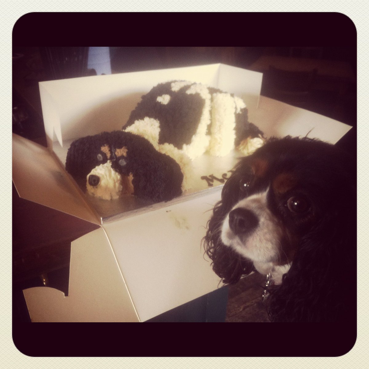 That my human is absolutely bonkers.