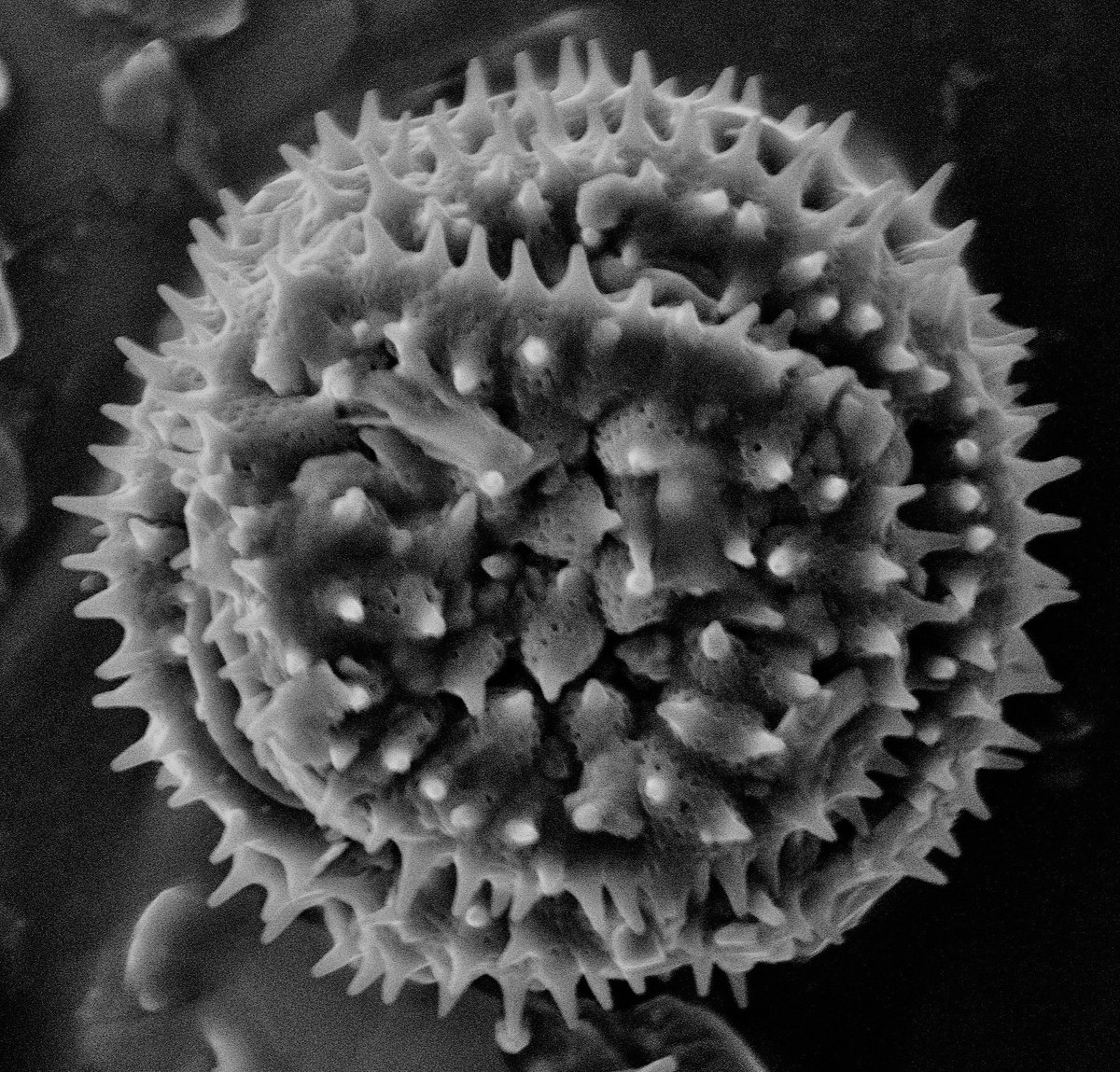 ElectronKiss's tweet photo. Colored #SEM images of #Pollen
#AI colored with @DeepDreamGen
Thank you @liz_lagomorph for inventing #outsetawe ! ๐ ๐๐
#scicommfriday #SciArt @zeiss_micro #ScanningElectronMicroscopy #KissedByElectrons https://t.co/D6AritAEXw